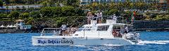 Dolphin and Whale Watching from a Luxury Catamaran (2.5h)