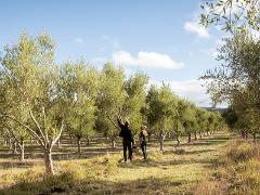 Pick your own Olives