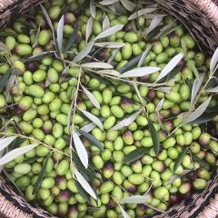 Community Olive Oil Project