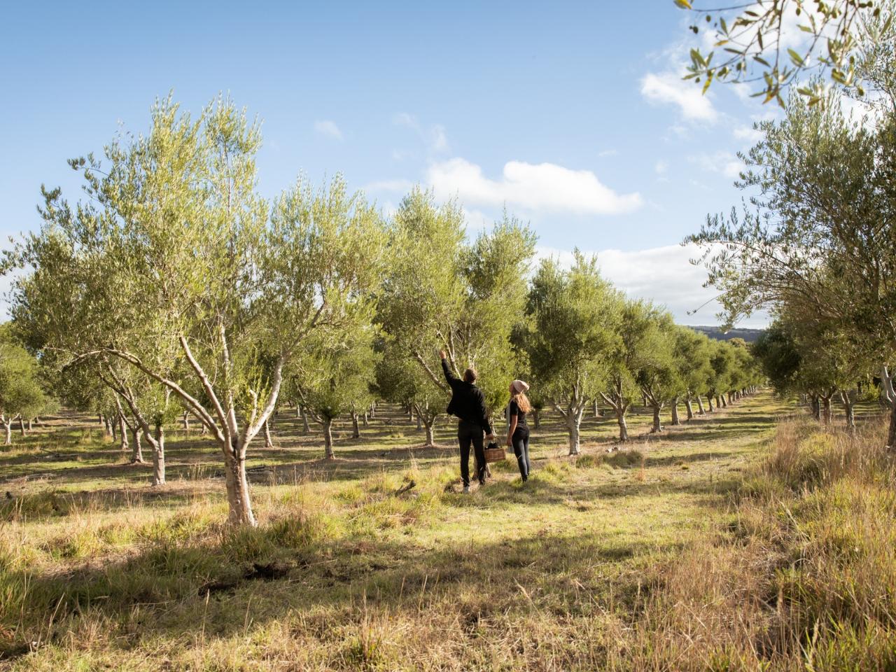 GIFT CARD - Peninsula Providore Grove Discovery Tour per person (Min 2 people = $160)