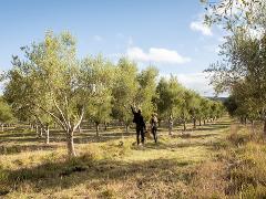 GIFT CARD - Peninsula Providore Grove Discovery Tour per person (Min 2 people = $160)