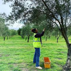 Community Olive Oil Project - Pick your own Olives
