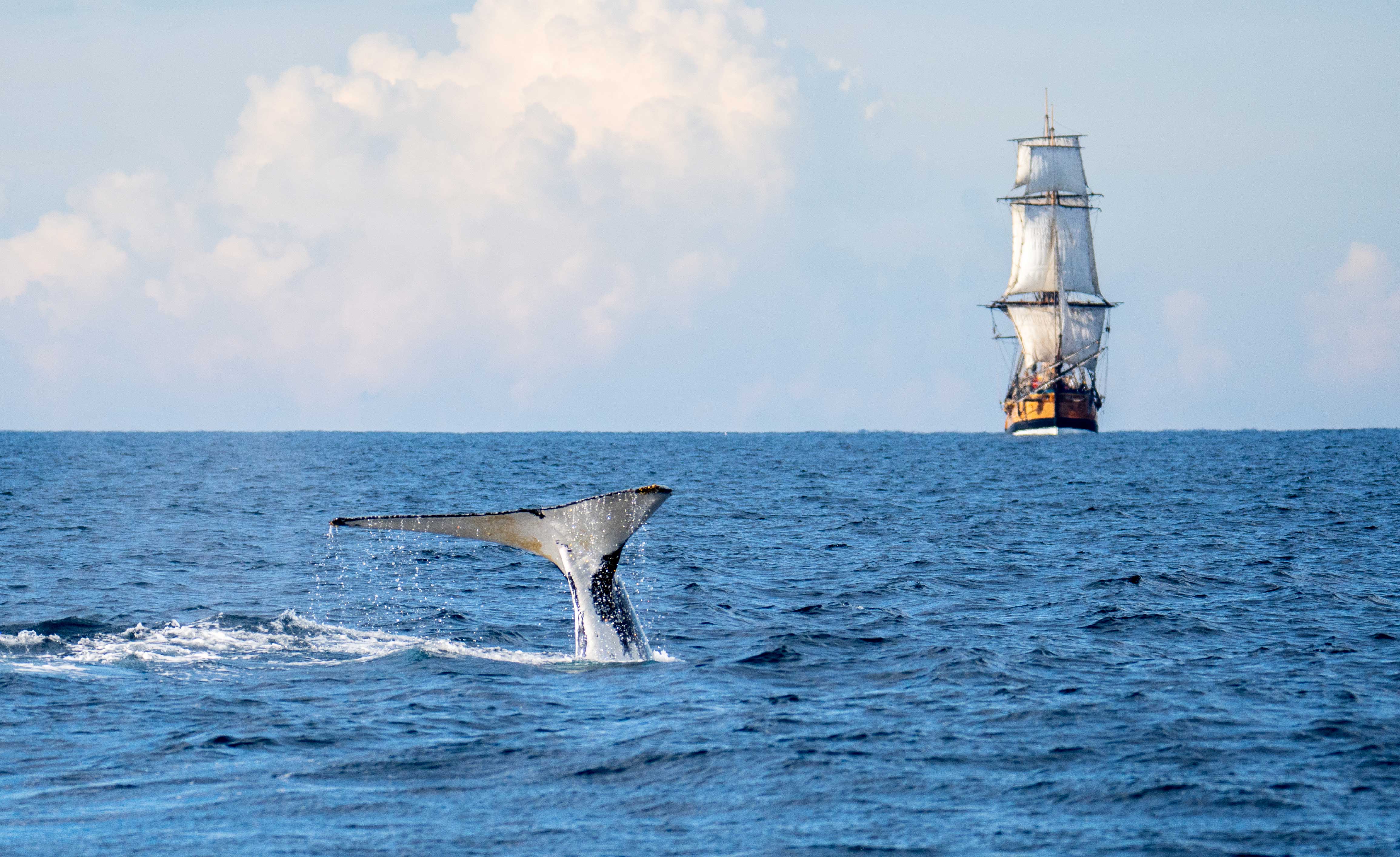 Ocean Whale Watching Experience