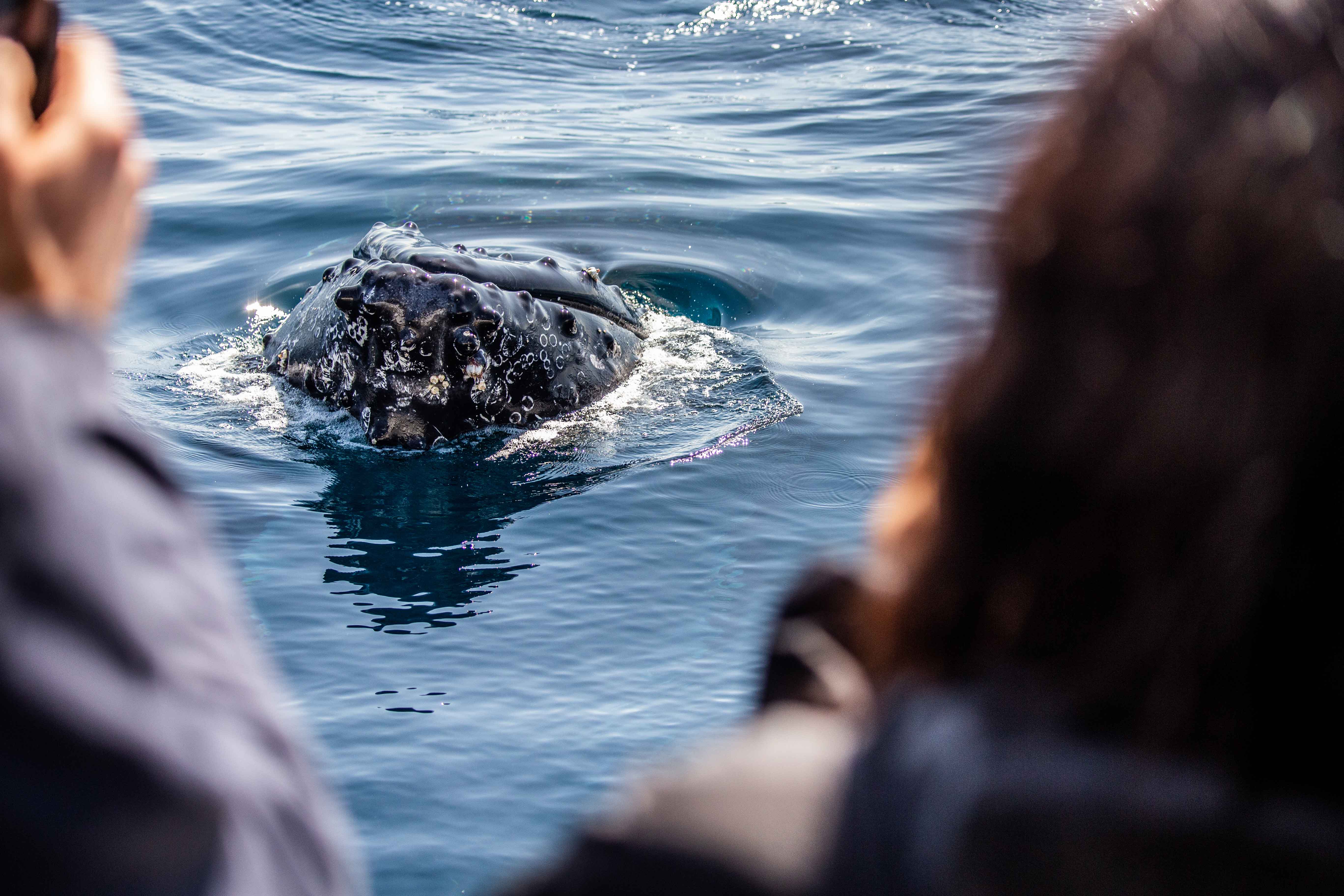 Ocean Whale Watching Experience