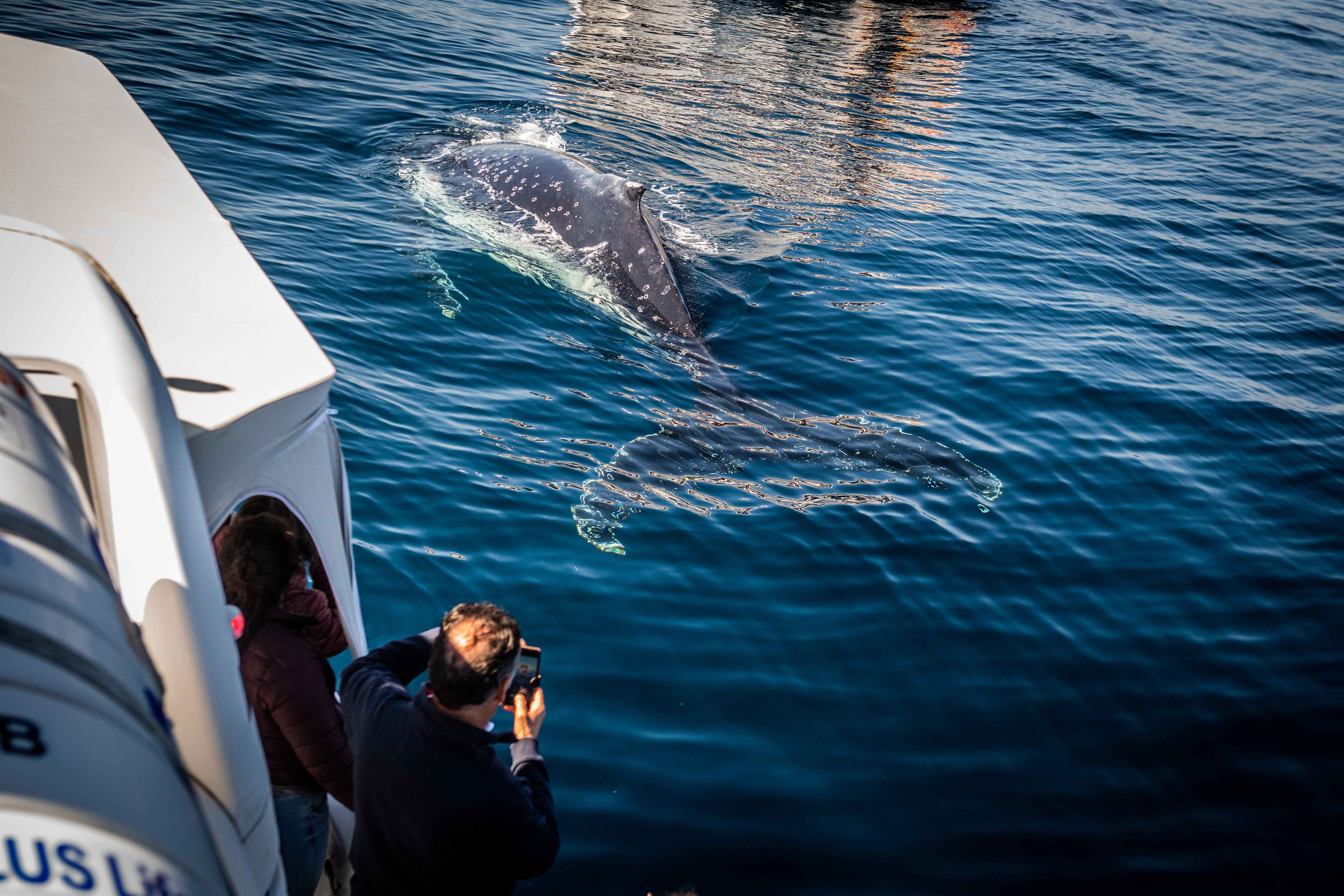 Ocean Whale Watching Experience