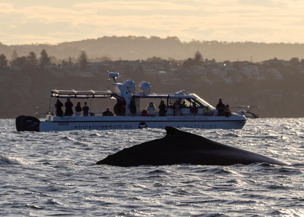 Private Intimate Whale Watching