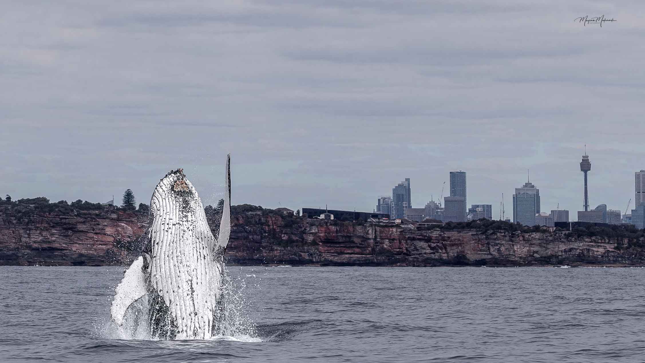 Ocean Whale Watching Experience