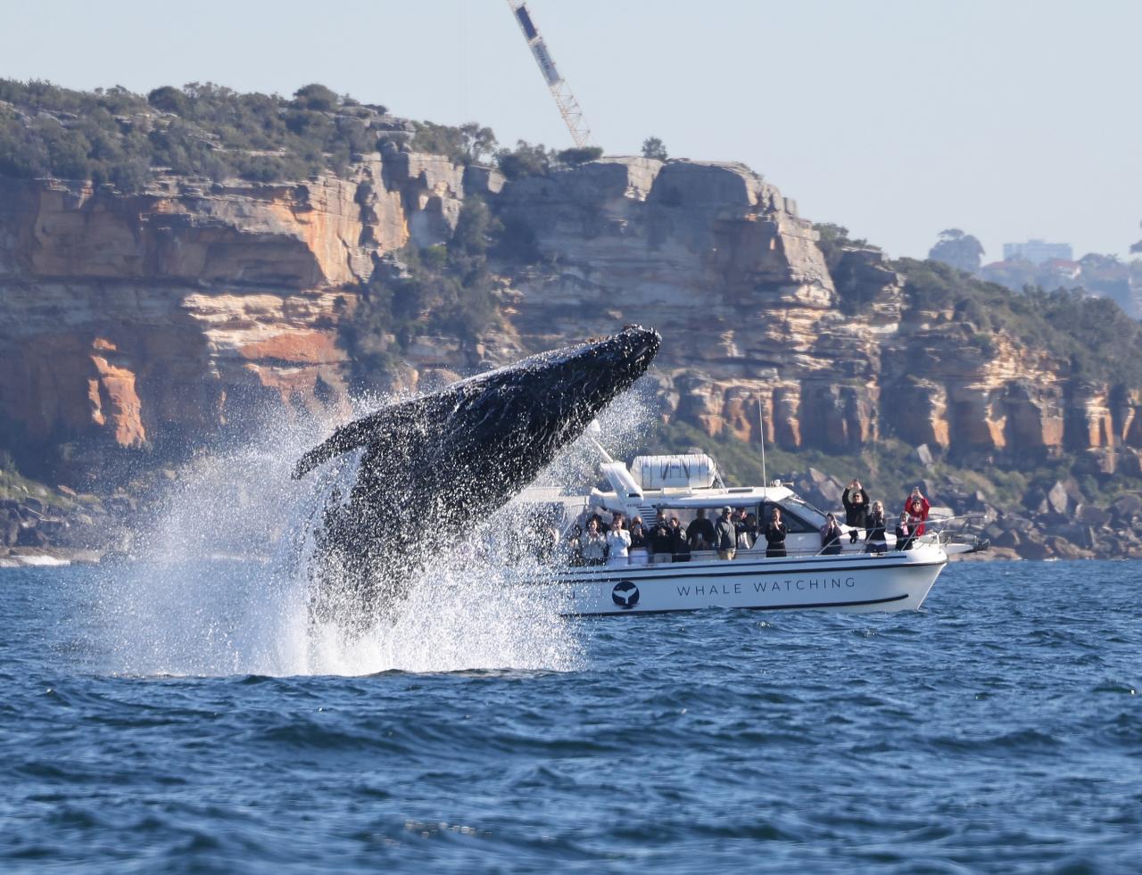 Ocean Whale Watching Experience