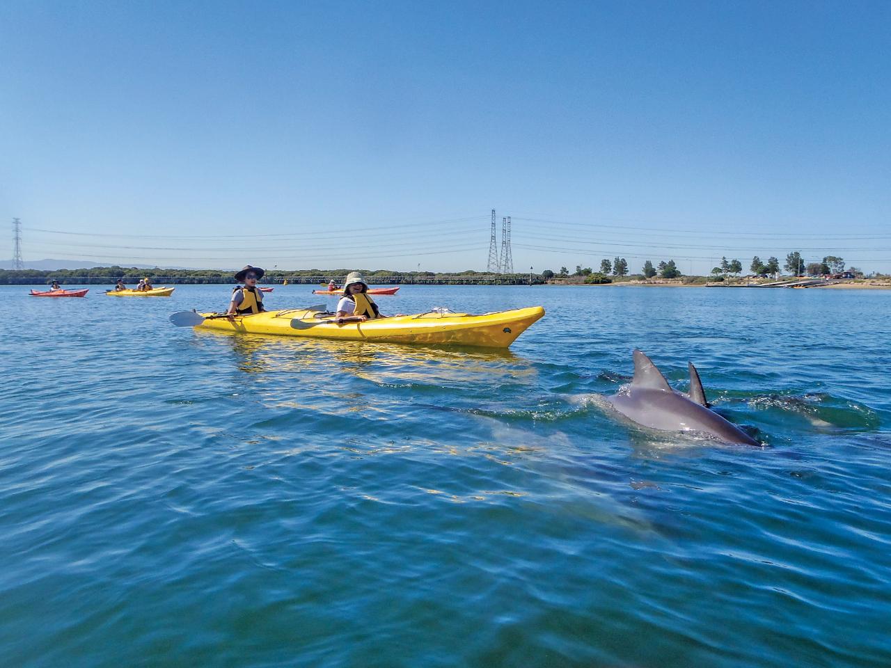 Little Bunyips Dolphin Sanctuary Kayaking Adventure