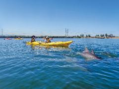 Little Bunyips Dolphin Sanctuary Kayaking Adventure