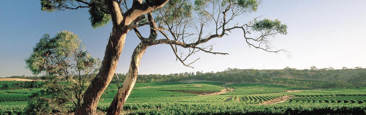 CLARE VALLEY - PAULETT WINES: BUSH deVINE WINERY RESTAURANT