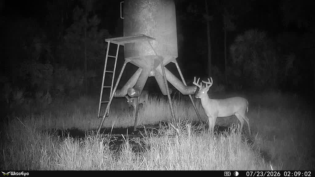 Whitetail Deer - Trophy Buck Hunt