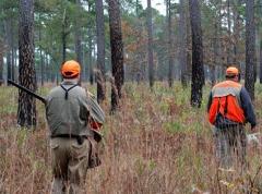 Dove Hunting