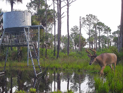Whitetail Deer - Cull Buck Hunt
