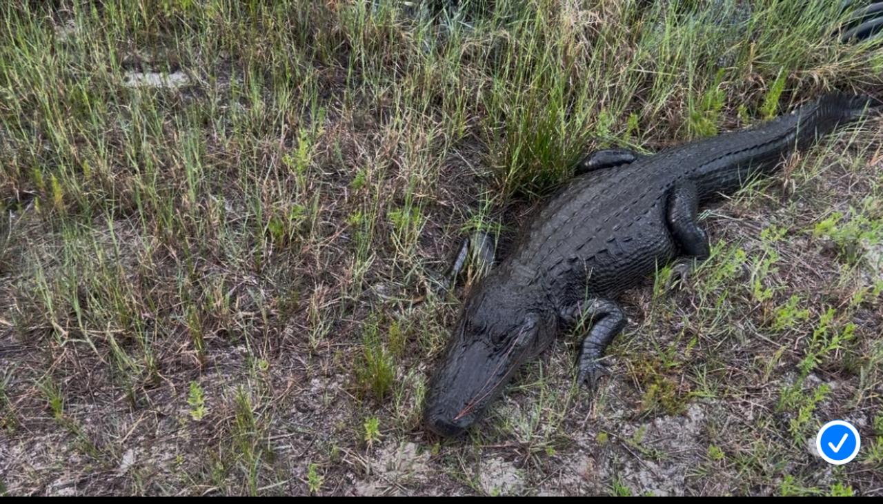 Alligator Hunt at Hunters Envy Ranch