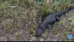 Alligator Hunt at Hunters Envy Ranch