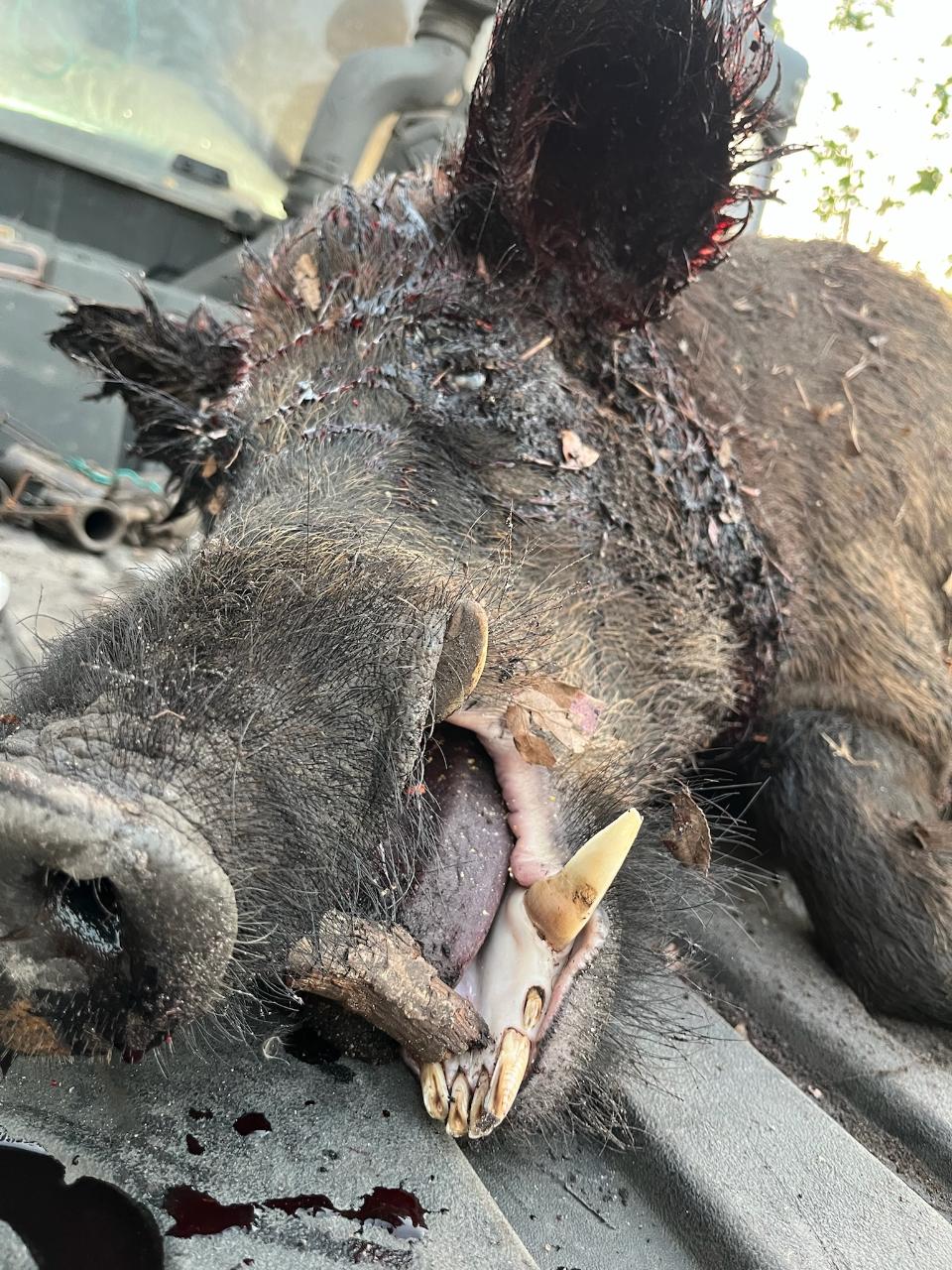 Wild Boar Hunt - Evening