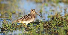 Snipe Hunting