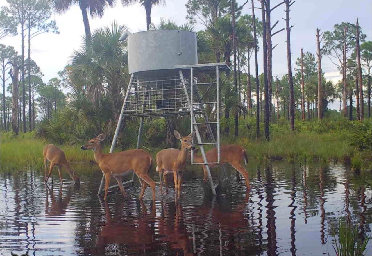 Whitetail Deer - Doe Hunt