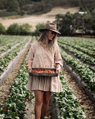 Strawberry Picking