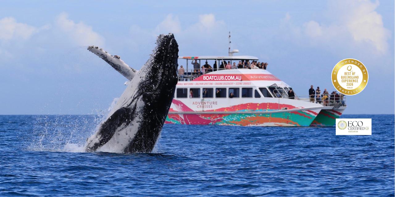 Hervey Bay Whale Watch