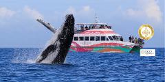 Hervey Bay Whale Watch