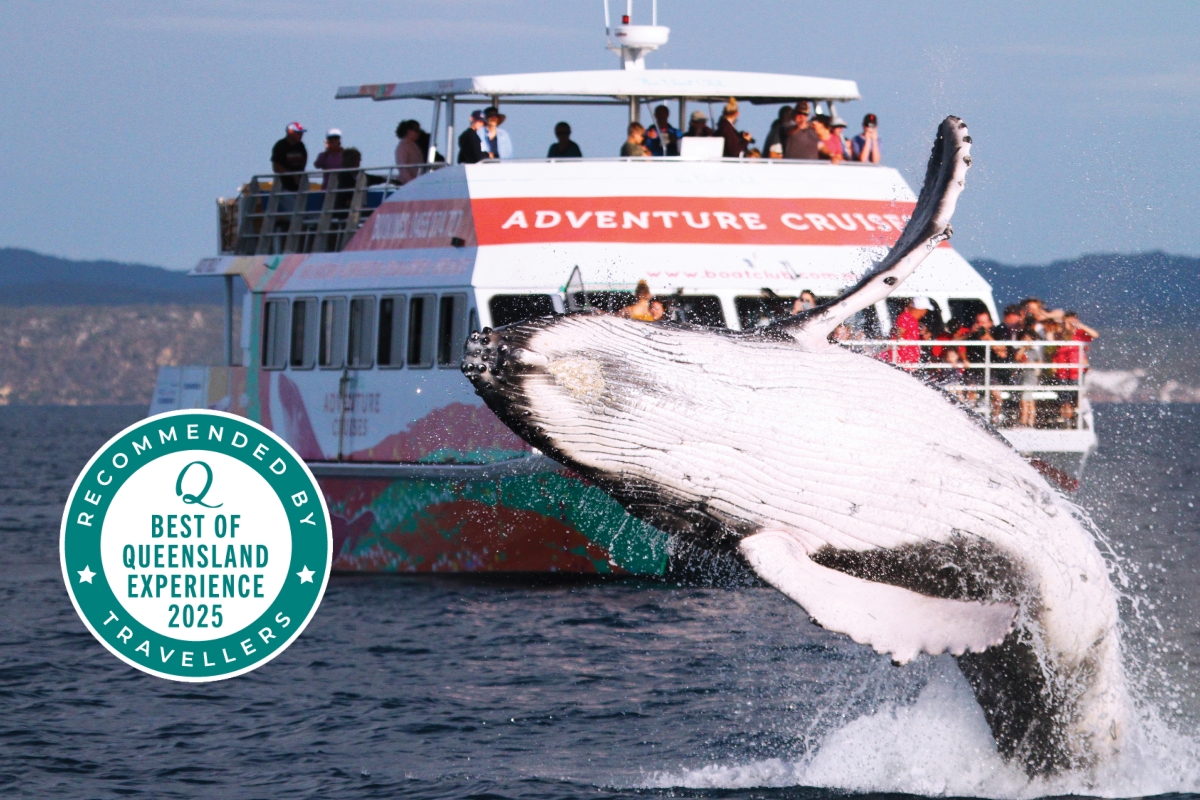 Hervey Bay Whale Watch