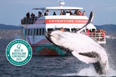 Hervey Bay Whale Watch