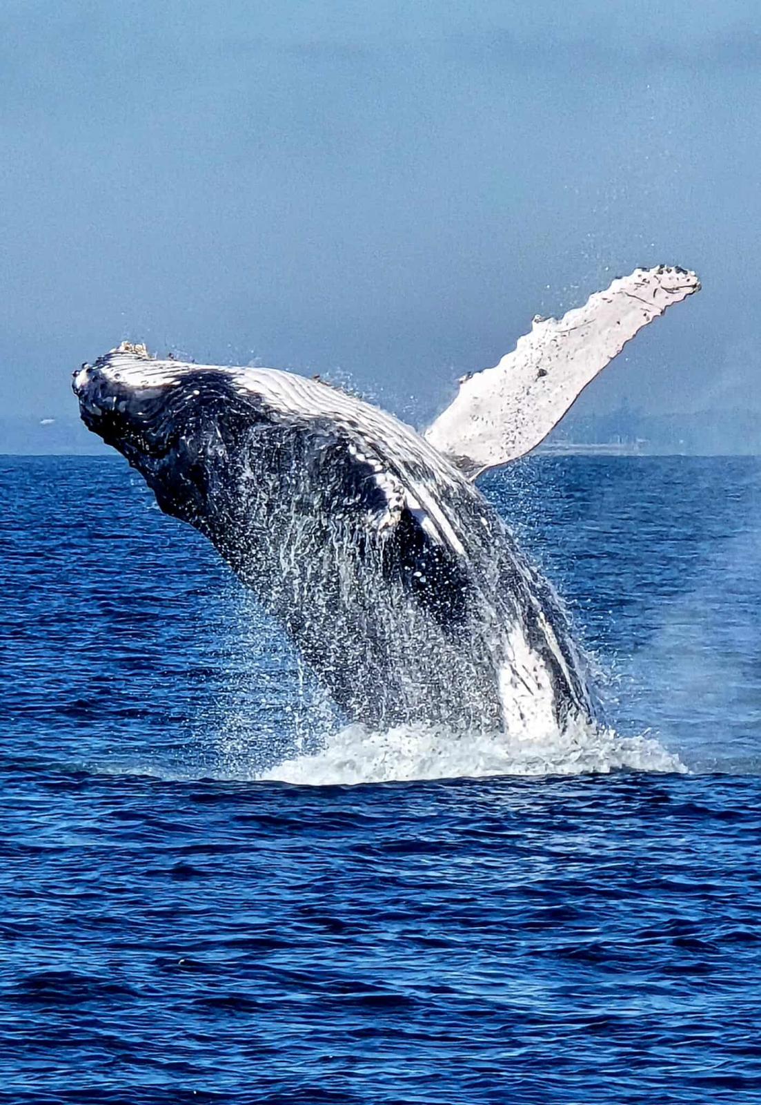 Hervey Bay Whale Watch