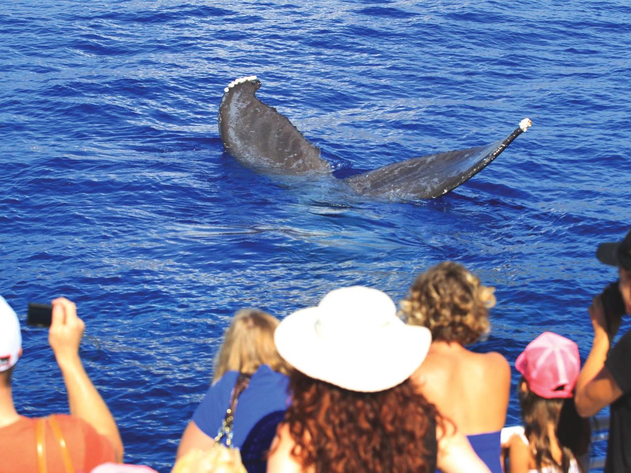 Whale Watch half-day