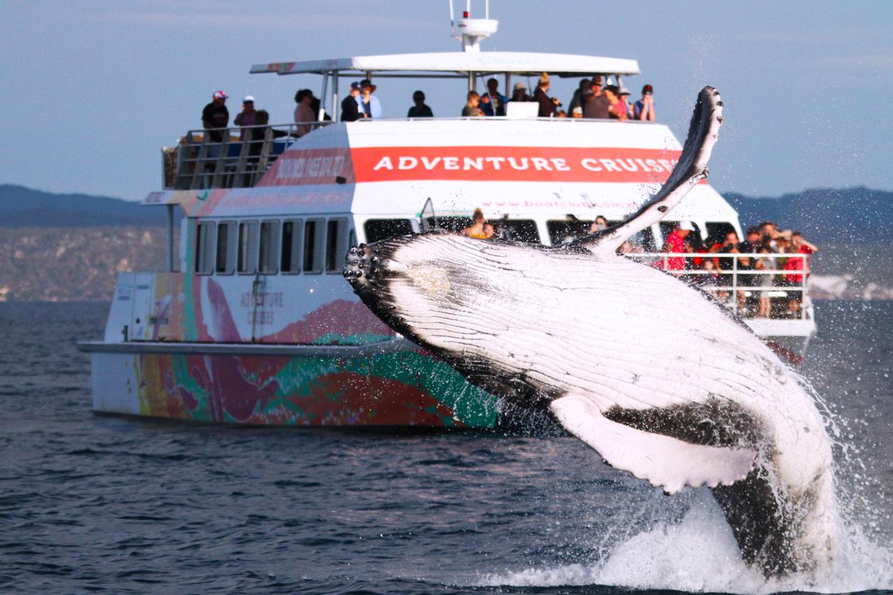 Hervey Bay Whale Watch - Experience Hervey Bay Reservations