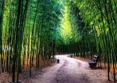 ULSAN DAY TOUR: TAEHWAGANG BAMBOO FOREST & DAEWANGEUM PARK (Private tour in Mandarin)