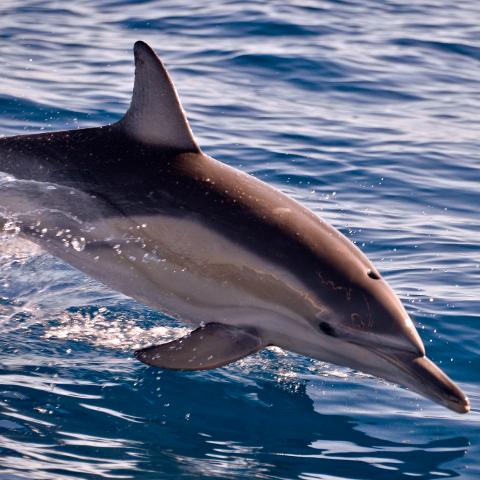 Wild Dolphin Watch - Temptation Sailing Reservations