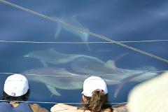Wild Dolphin Watch Gift Card