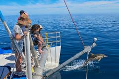 Wild Dolphin Watch
