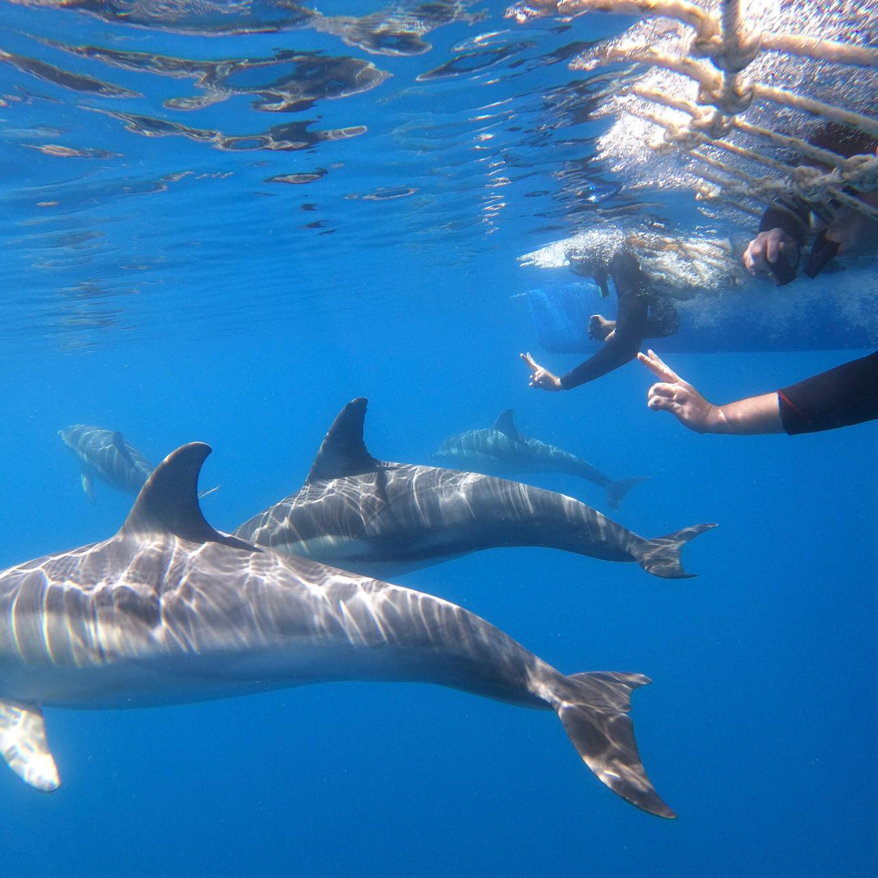 Wild Dolphin Swim
