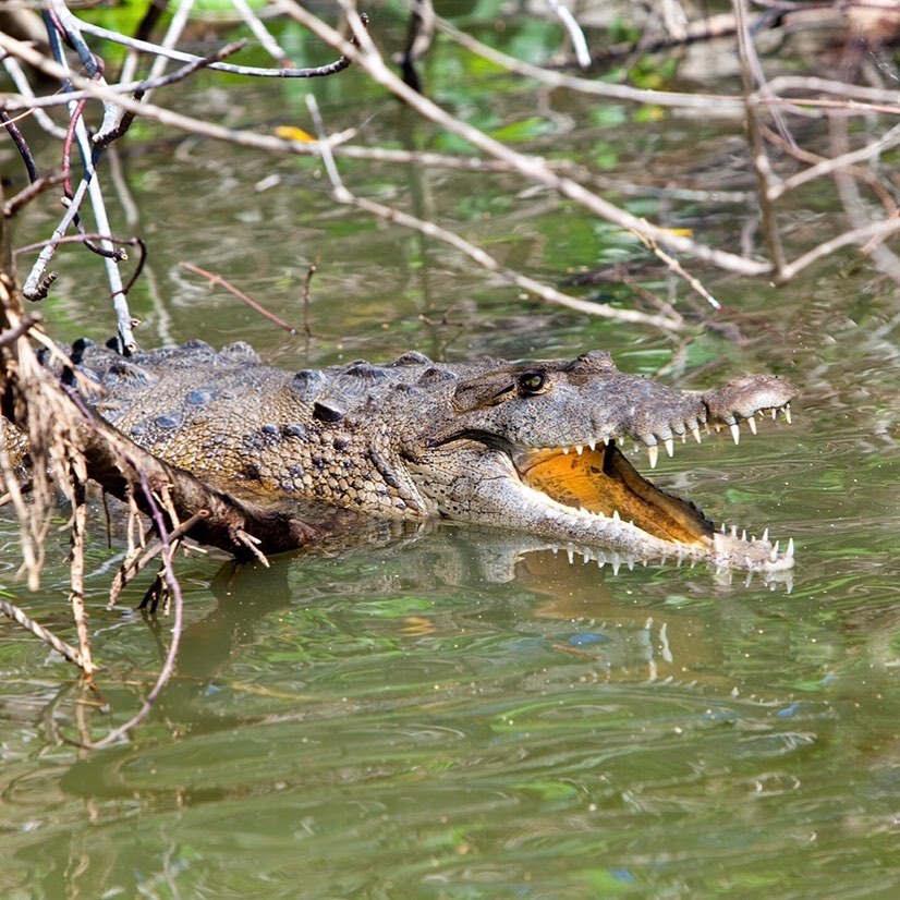 Black River Safari from Grand Palladium 