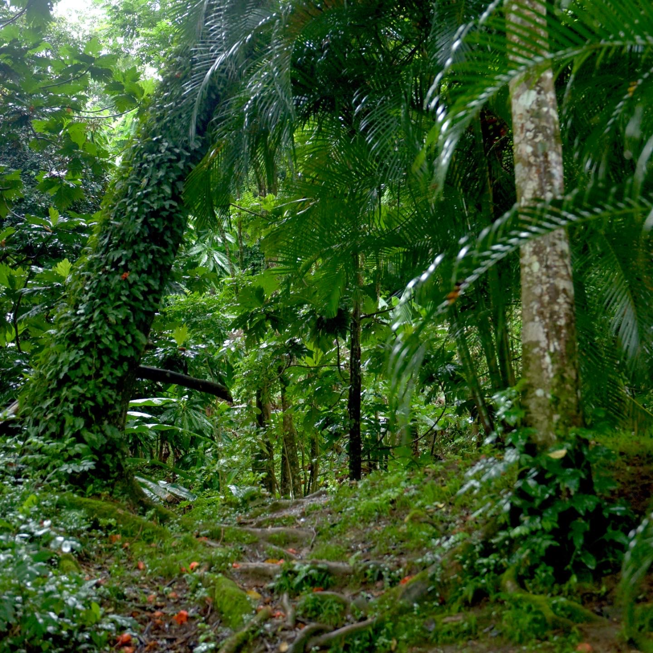 Pump House from Ocho Rios Hotels