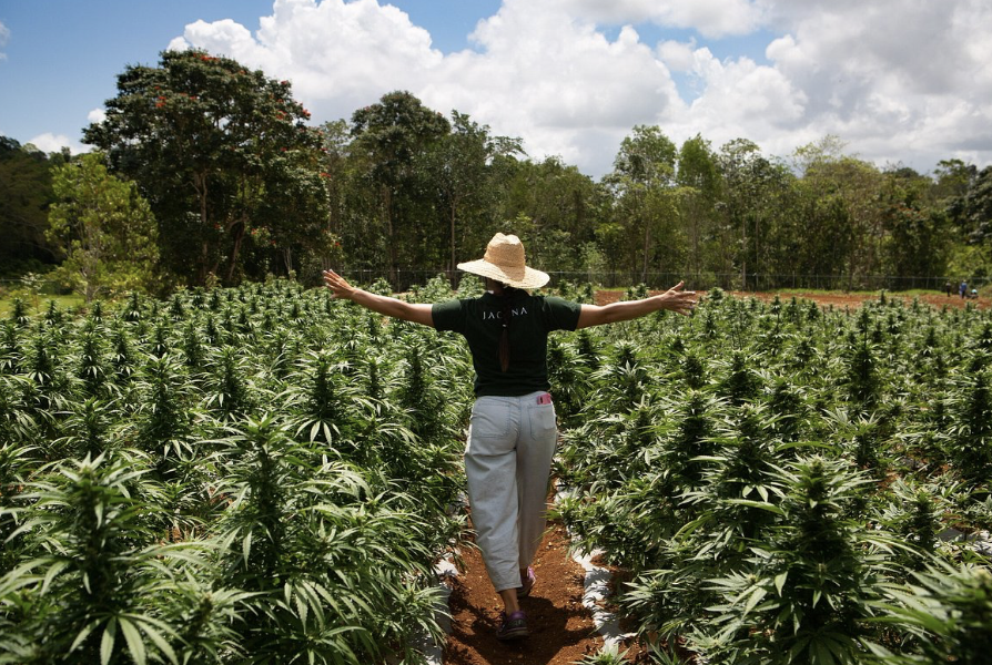 JACANA Farm + Lab Tour from Ocho Rios Properties