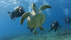 DISCOVER SCUBA DIVING EXPERIENCE