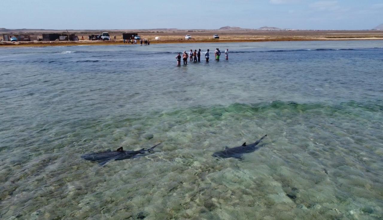 SHARK WATCHING EXPERIENCE