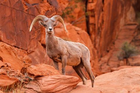 BigHornSheep