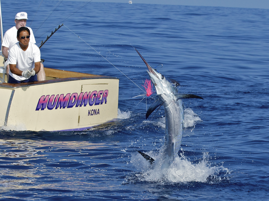 Fighting a Blue Marlin strapped into the fighting chair! - Picture of Kona  Sea Adventures, Island of Hawaii - Tripadvisor