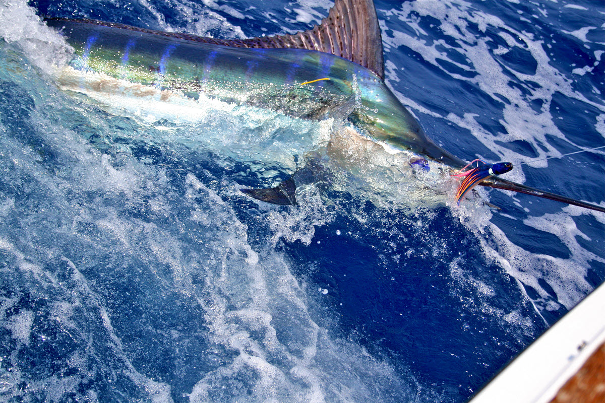 Kona Fishing Charter Full Day 8Hour Sportfishing Charter