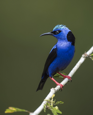 Birdwatching Tour arround Arenal Volcano