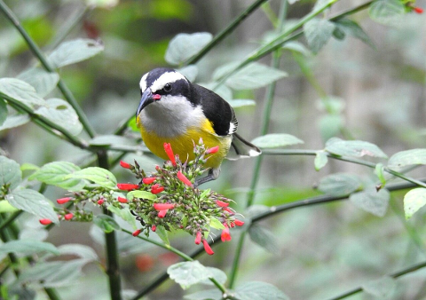 Arenal_Bird_Watching_Tour