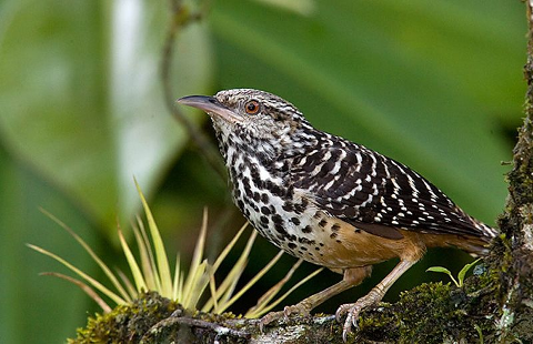 Arenal_Birding_Tour