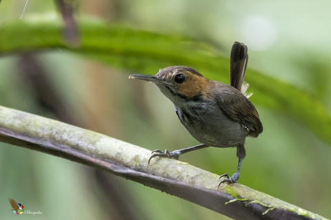 Bird_Watching_Arenal