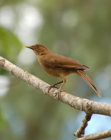 Bird_Watching_La_Fortuna