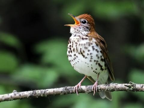 Birding_Arenal